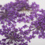 MollyLac Nageldesign mit lila getrockneten Blumen, 5 Stück. - Фото №2